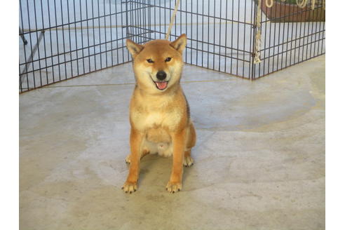 成約済の岡山県の柴犬-122122の4枚目